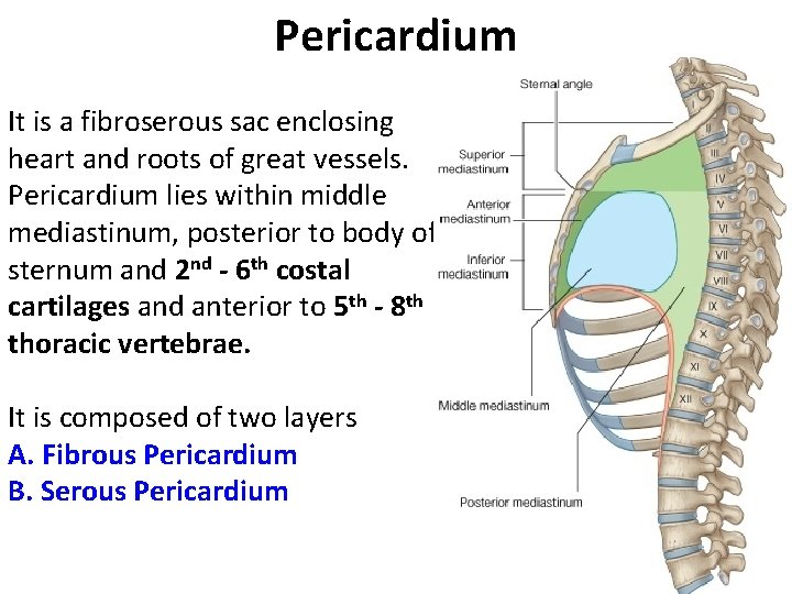 Pericardium It is a fibroserous sac enclosing heart and roots of great vessels. Pericardium