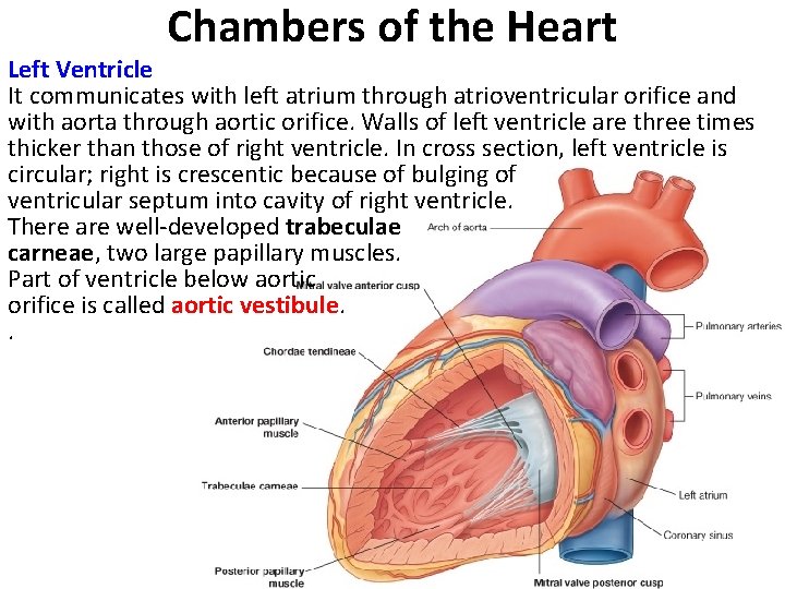 Chambers of the Heart Left Ventricle It communicates with left atrium through atrioventricular orifice