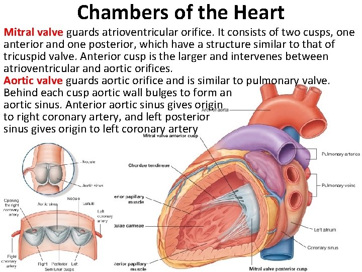 Chambers of the Heart Mitral valve guards atrioventricular orifice. It consists of two cusps,