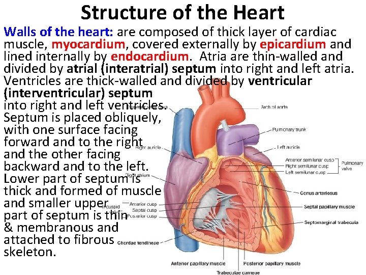 Structure of the Heart Walls of the heart: are composed of thick layer of