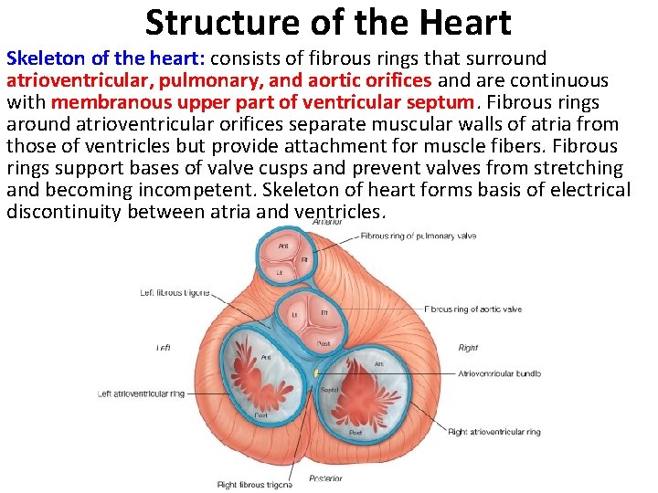 Structure of the Heart Skeleton of the heart: consists of fibrous rings that surround
