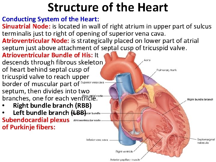 Structure of the Heart Conducting System of the Heart: Sinuatrial Node: is located in