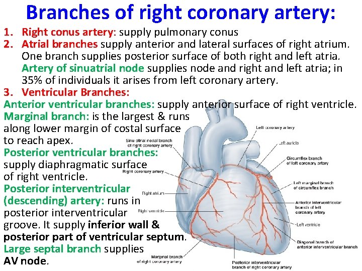 Branches of right coronary artery: 1. Right conus artery: supply pulmonary conus 2. Atrial
