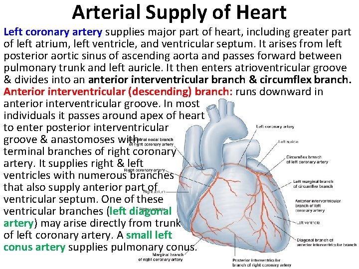 Arterial Supply of Heart Left coronary artery supplies major part of heart, including greater