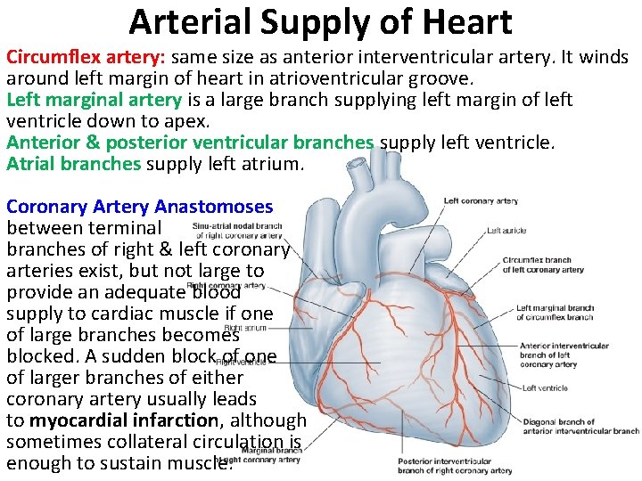 Arterial Supply of Heart Circumflex artery: same size as anterior interventricular artery. It winds