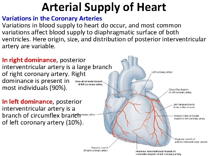 Arterial Supply of Heart Variations in the Coronary Arteries Variations in blood supply to