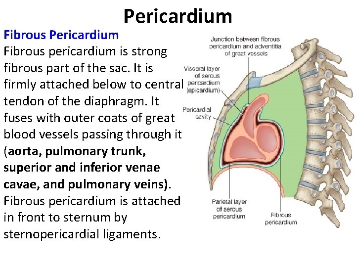 Pericardium Fibrous pericardium is strong fibrous part of the sac. It is firmly attached