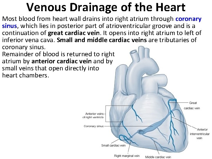 Venous Drainage of the Heart Most blood from heart wall drains into right atrium