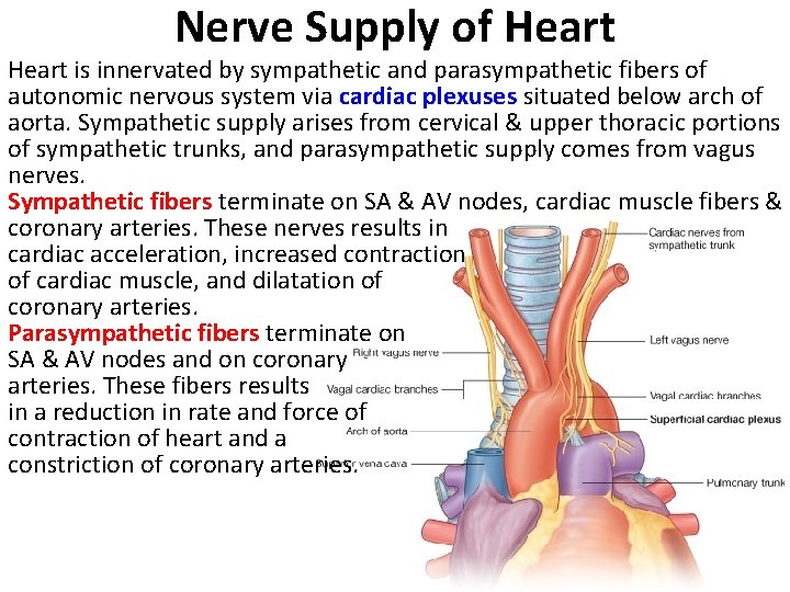 Nerve Supply of Heart is innervated by sympathetic and parasympathetic fibers of autonomic nervous