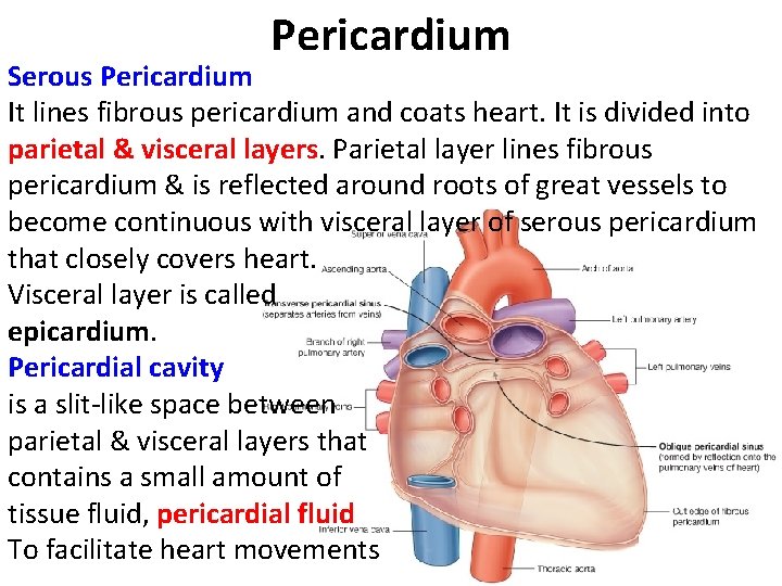 Pericardium Serous Pericardium It lines fibrous pericardium and coats heart. It is divided into