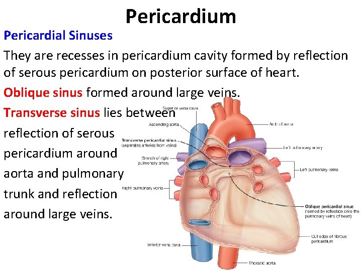 Pericardium Pericardial Sinuses They are recesses in pericardium cavity formed by reflection of serous