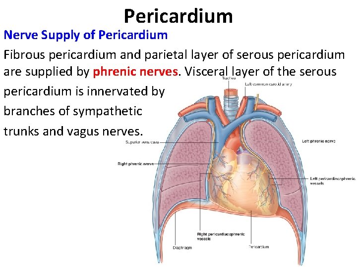 Pericardium Nerve Supply of Pericardium Fibrous pericardium and parietal layer of serous pericardium are