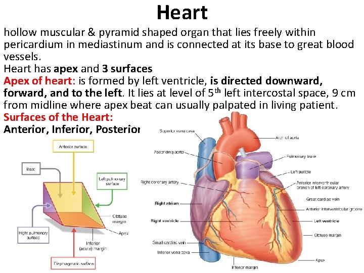 Heart hollow muscular & pyramid shaped organ that lies freely within pericardium in mediastinum