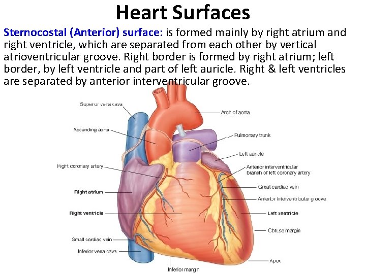 Heart Surfaces Sternocostal (Anterior) surface: is formed mainly by right atrium and right ventricle,