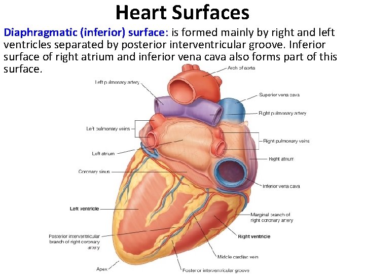 Heart Surfaces Diaphragmatic (inferior) surface: is formed mainly by right and left ventricles separated