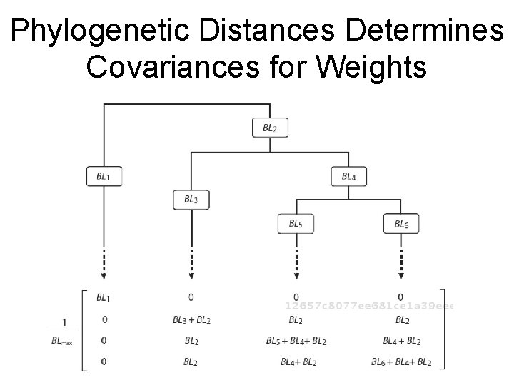 Phylogenetic Distances Determines Covariances for Weights 