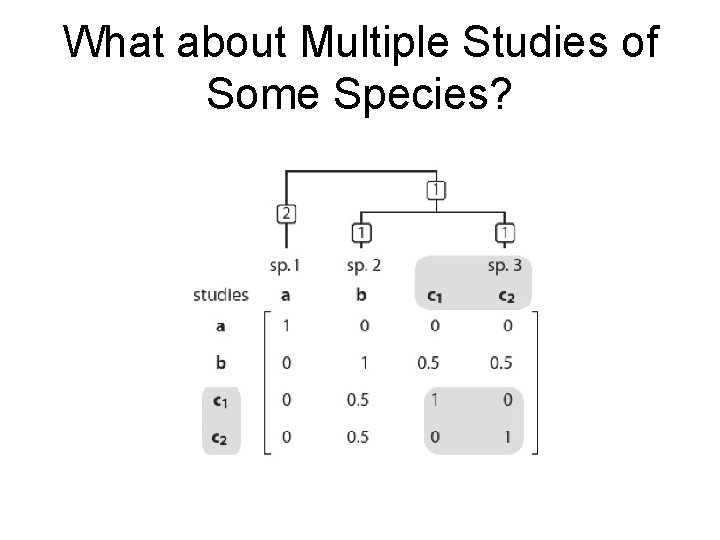 What about Multiple Studies of Some Species? 