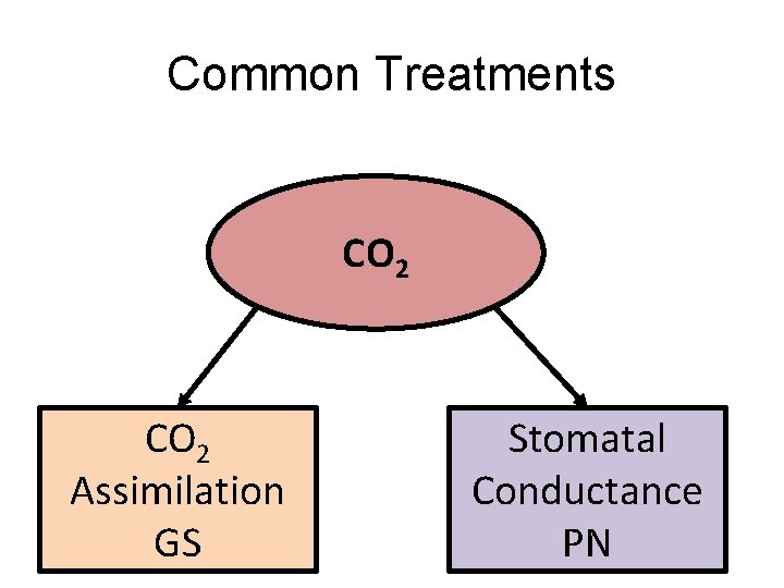 Common Treatments CO 2 Assimilation GS Stomatal Conductance PN 