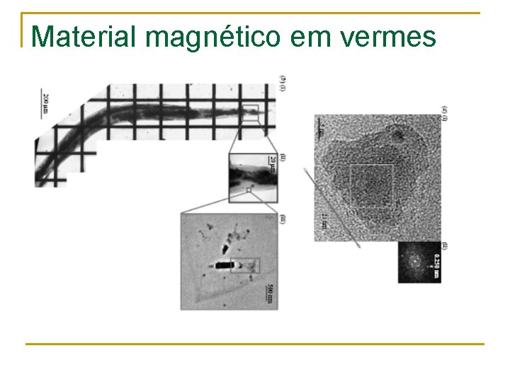 Material magnético em vermes 