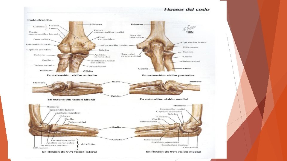 ANATOMIA BASICA 