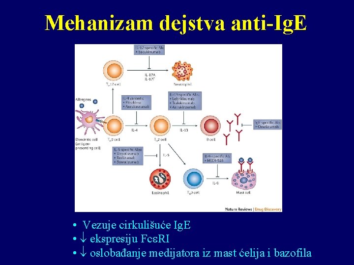 Mehanizam dejstva anti-Ig. E • Vezuje cirkulišuće Ig. E • ekspresiju Fc RI •