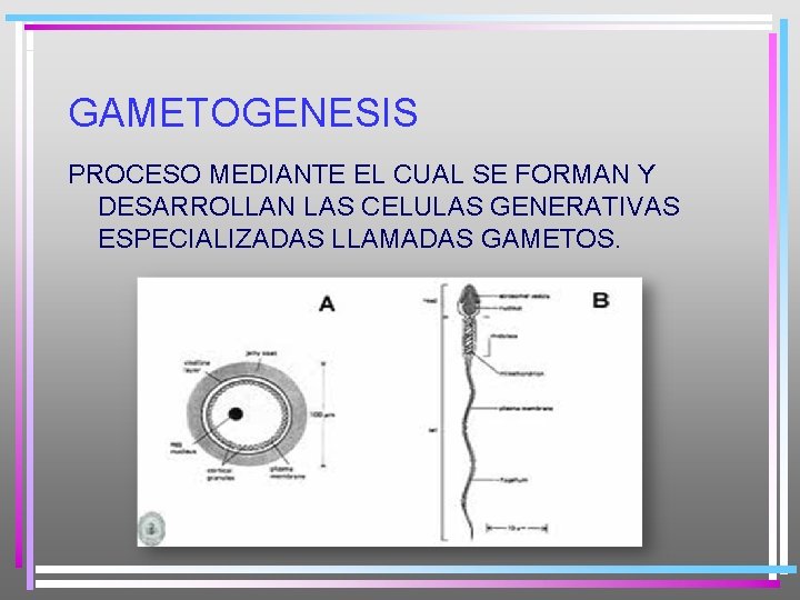 GAMETOGENESIS PROCESO MEDIANTE EL CUAL SE FORMAN Y DESARROLLAN LAS CELULAS GENERATIVAS ESPECIALIZADAS LLAMADAS