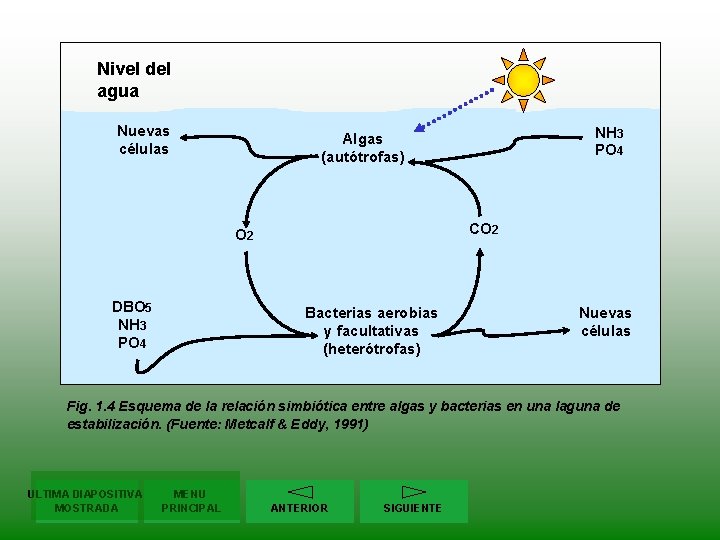 Nivel del agua Nuevas células CO 2 DBO 5 NH 3 PO 4 Algas