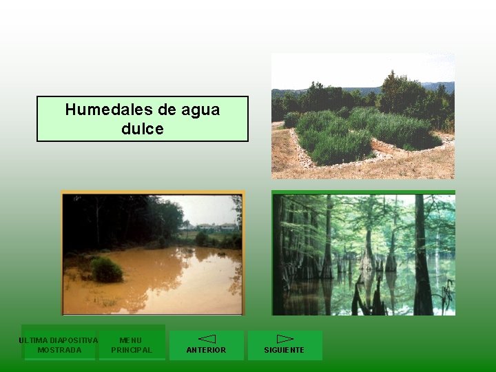 Humedales de agua dulce ULTIMA DIAPOSITIVA MOSTRADA MENU PRINCIPAL ANTERIOR SIGUIENTE 