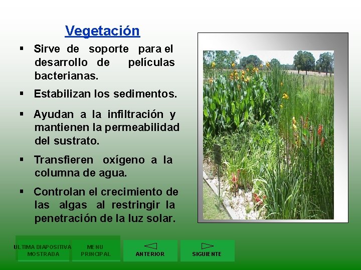 Vegetación § Sirve de soporte para el desarrollo de películas bacterianas. § Estabilizan los