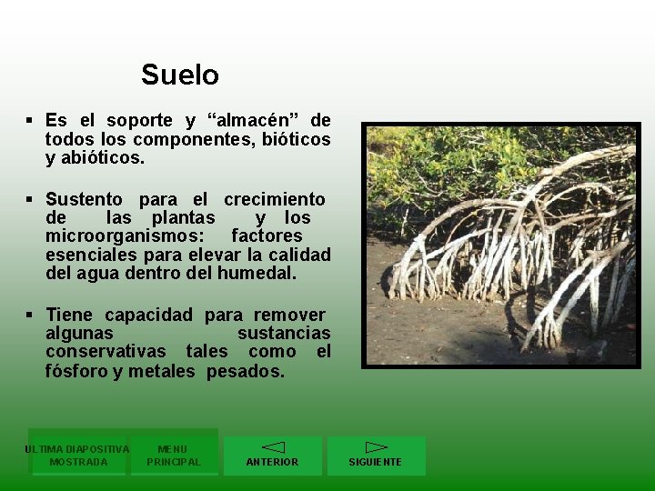 Suelo § Es el soporte y “almacén” de todos los componentes, bióticos y abióticos.