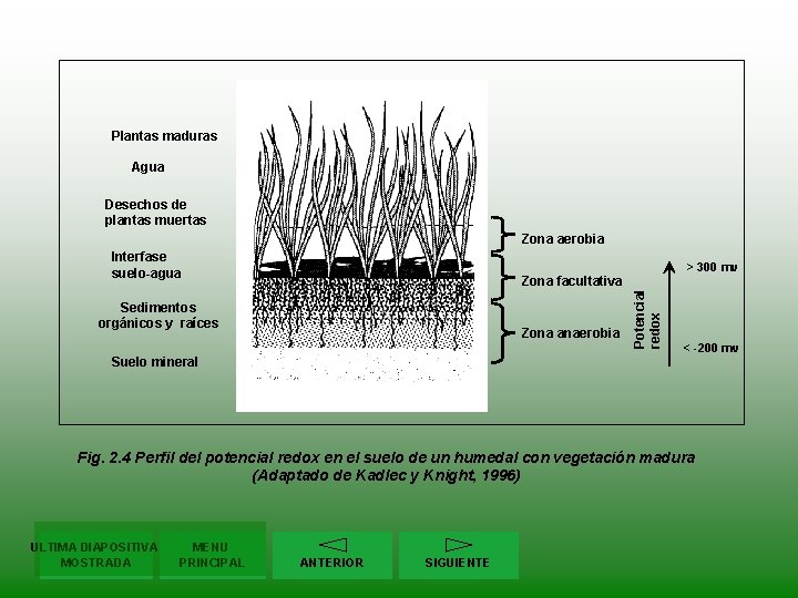 Plantas maduras Agua Desechos de plantas muertas Zona aerobia Interfase suelo-agua > 300 mv
