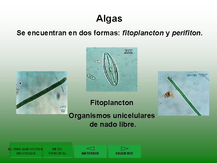 Algas Se encuentran en dos formas: fitoplancton y perifiton. Fitoplancton Organismos unicelulares de nado