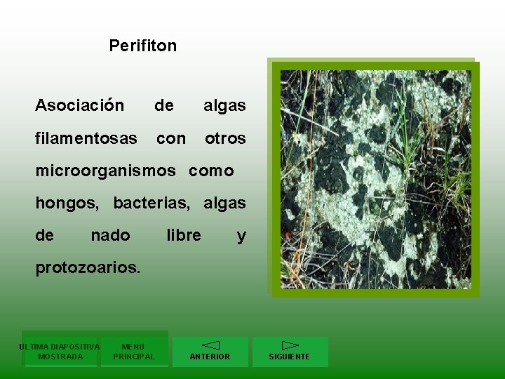 Perifiton Asociación de algas filamentosas con otros microorganismos como hongos, bacterias, algas de nado