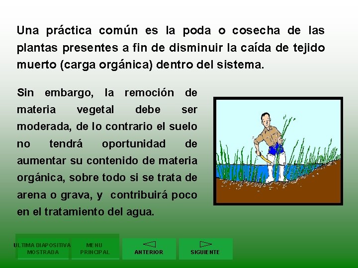 Una práctica común es la poda o cosecha de las plantas presentes a fin