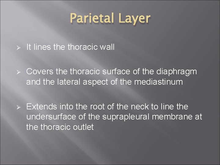 Parietal Layer Ø It lines the thoracic wall Ø Covers the thoracic surface of