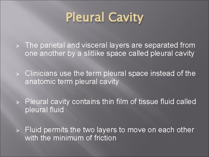 Pleural Cavity Ø The parietal and visceral layers are separated from one another by