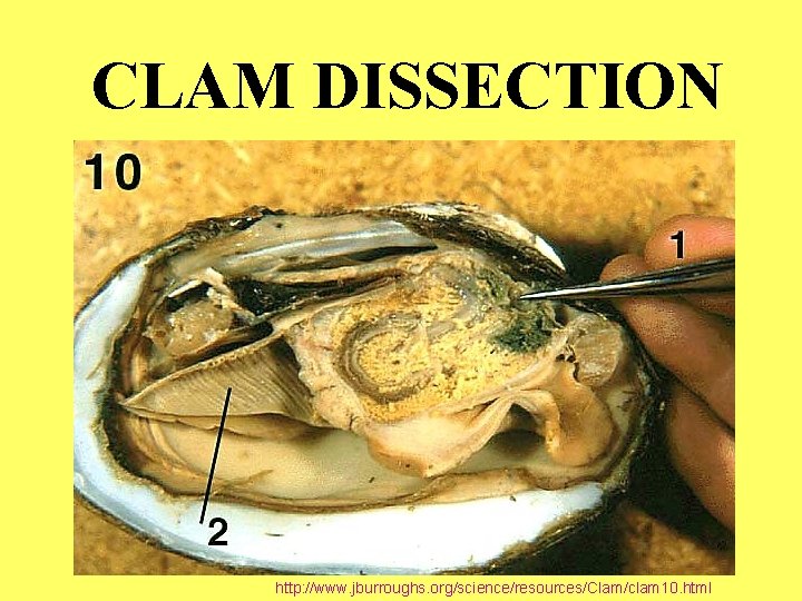 CLAM DISSECTION http: //www. jburroughs. org/science/resources/Clam/clam 10. html 