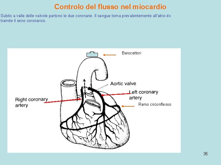 Controlo del flusso nel miocardio Subito a valle delle valvole partono le due coronarie.