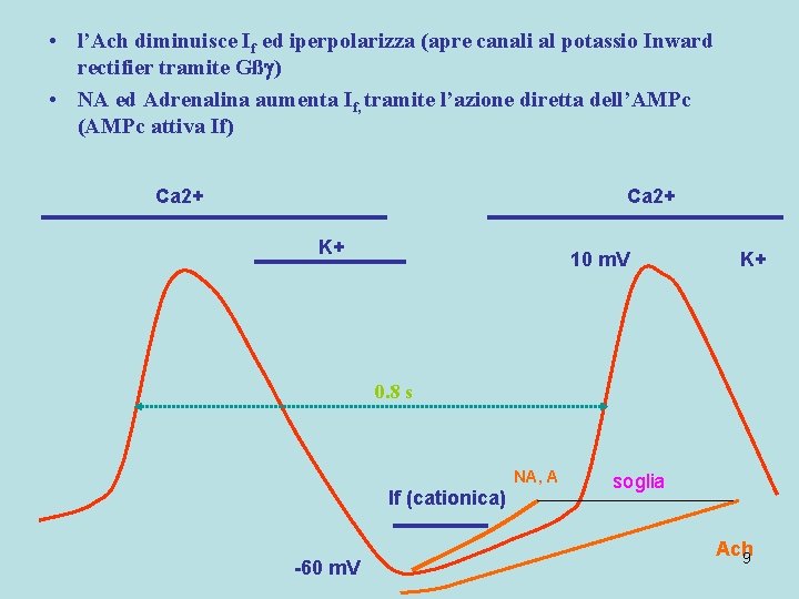 • l’Ach diminuisce If ed iperpolarizza (apre canali al potassio Inward rectifier tramite