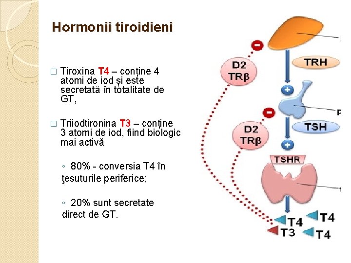 Hormonii tiroidieni � Tiroxina T 4 – conține 4 atomi de iod și este