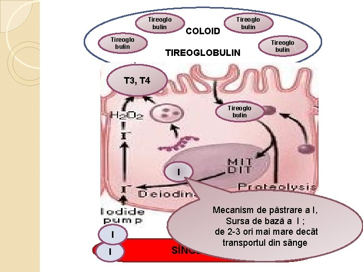 Tireoglo bulin T 3, T 4 COLOID Tireoglo bulin TIREOGLOBULIN Tireoglo bulin T 3,