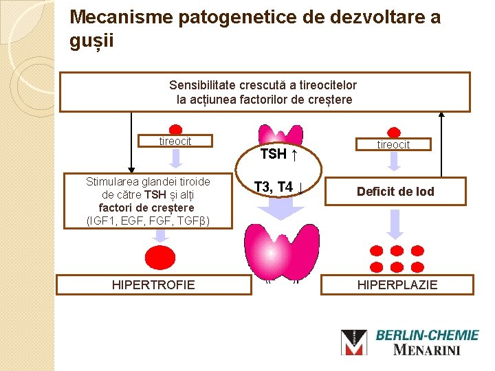 Mecanisme patogenetice de dezvoltare a gușii Sensibilitate crescută a tireocitelor la acțiunea factorilor de