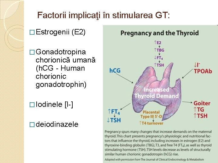 Factorii implicaţi în stimularea GT: � Estrogenii (E 2) � Gonadotropina chorionică umană (h.