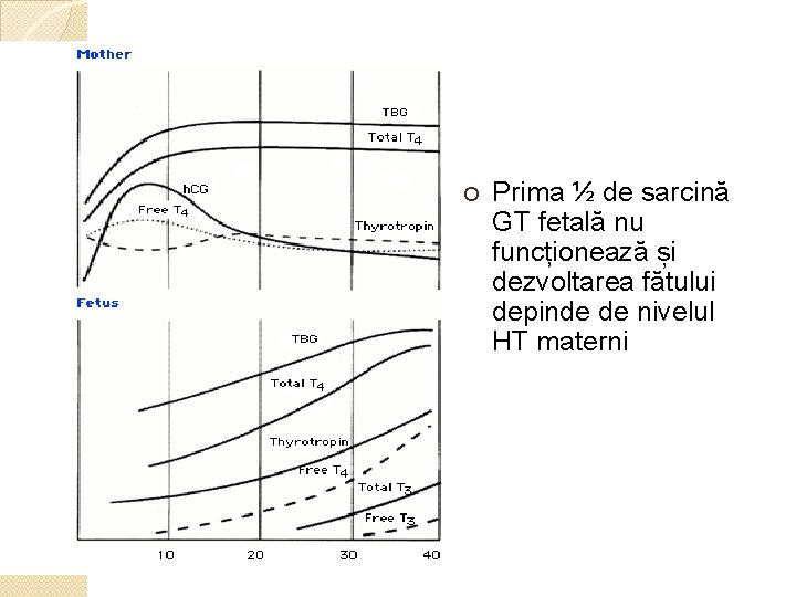 ¡ Prima ½ de sarcină GT fetală nu funcționează și dezvoltarea fătului depinde de