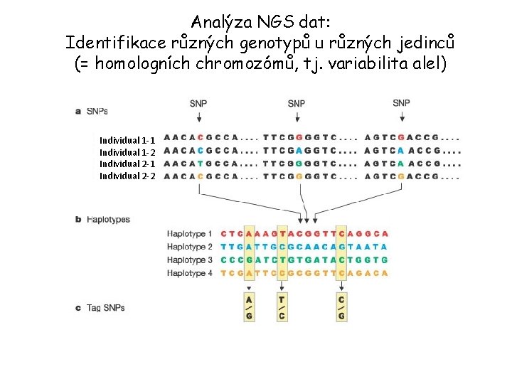 Analýza NGS dat: Identifikace různých genotypů u různých jedinců (= homologních chromozómů, tj. variabilita