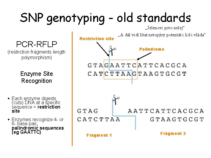 SNP genotyping - old standards PCR-RFLP Restriction site „Jelenovi pivo nelej“ „A dál vidí