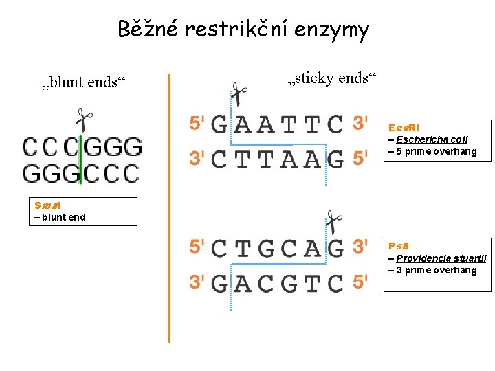 Běžné restrikční enzymy „blunt ends“ „sticky ends“ Eco. RI – Eschericha coli – 5