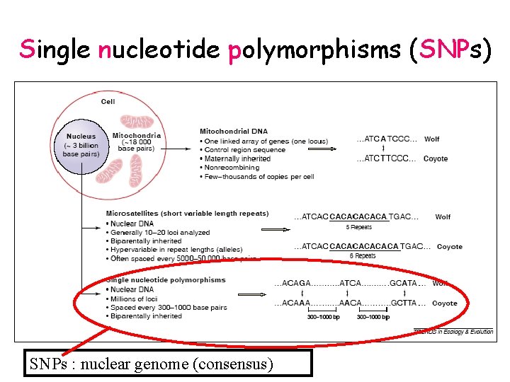 Single nucleotide polymorphisms (SNPs) SNPs : nuclear genome (consensus) 