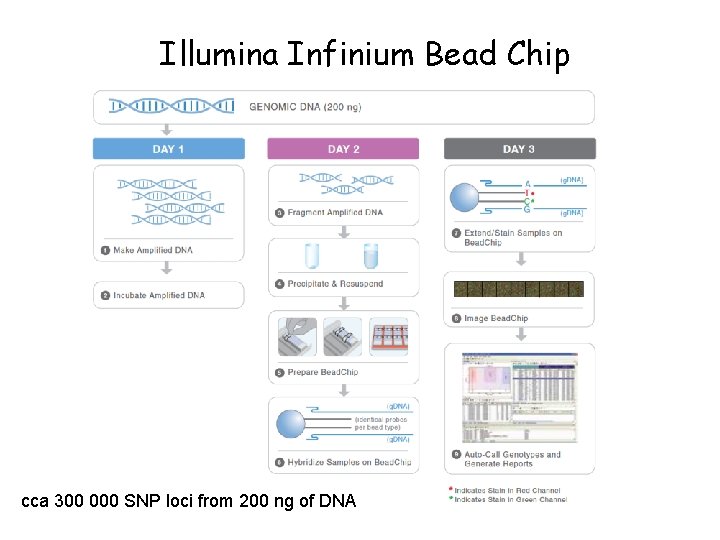 Illumina Infinium Bead Chip cca 300 000 SNP loci from 200 ng of DNA