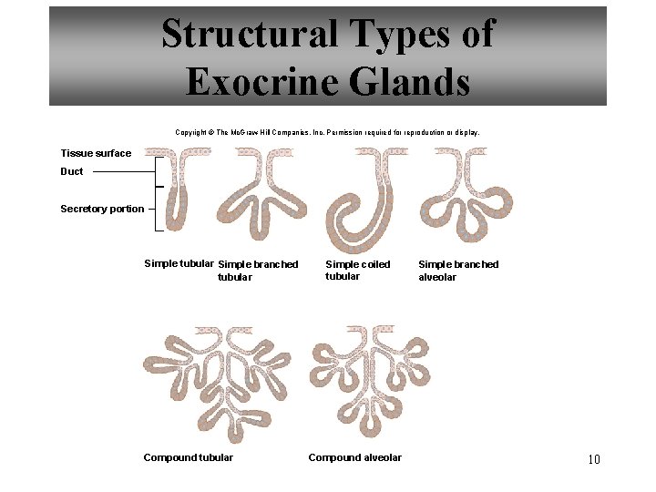 Structural Types of Exocrine Glands Copyright © The Mc. Graw-Hill Companies, Inc. Permission required
